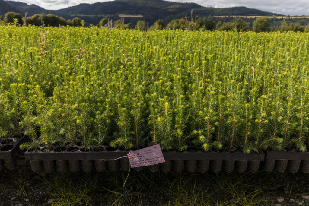 Norsk gran Planter for fremtidens skog