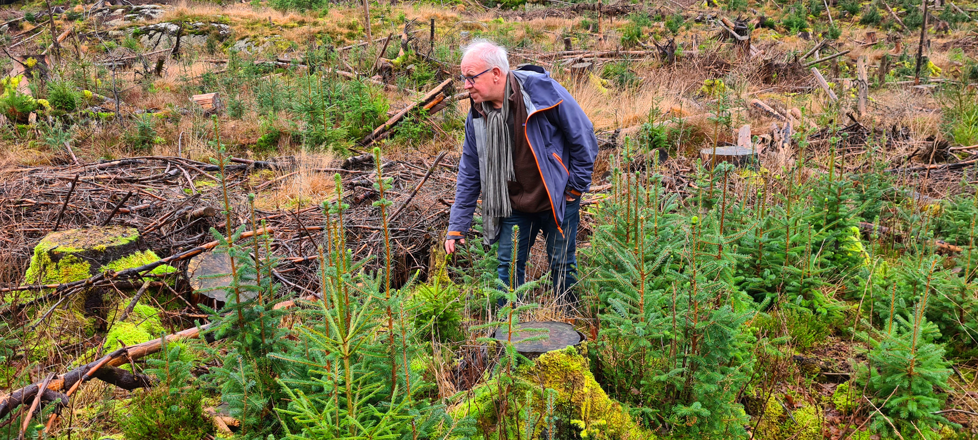 20201218_132234 Kva har skjedd her? Tidlegare skogbrukssjef i Lindås kommune i Vestland Nils Kaalaas registrerar både planta gran og oppslag av mykje naturleg sitkagran i eit nyleg hogstfelt av sitkagran. Kunnskap om tema vil løyse dette på ein god måte, både i høve vidare produksjon av sitkagran eller gran, - eller avvikling/ fjerning av sitkagran.