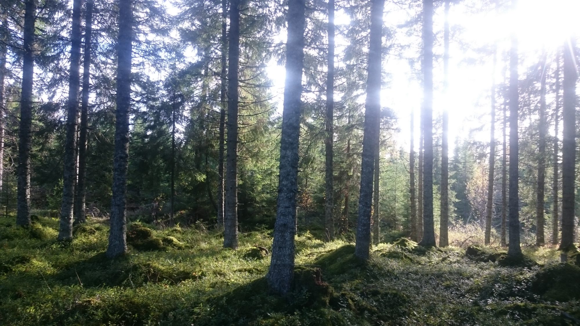 Skog heim Skog heim