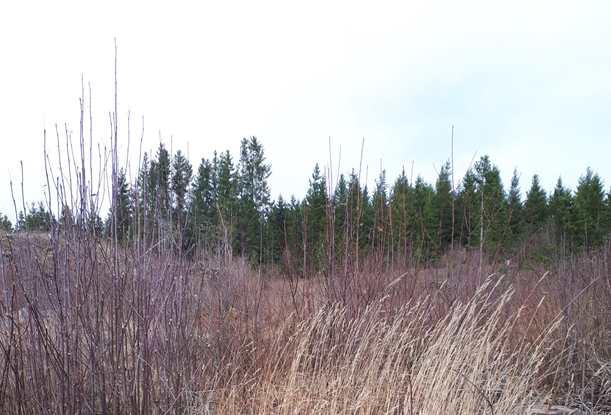 Gjengrodd hogstfelt med ungskog bak a Gjengrodd hogstfelt med ungskog bak a